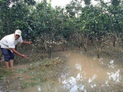 Thị trường - Tiêu dùng - Sau lũ, cam rụng đầy gốc, nông dân Bảo Lộc khóc ròng