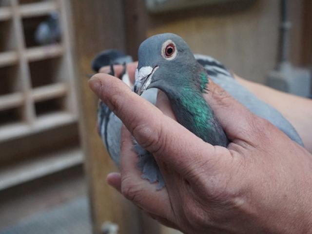 Thị trường - Tiêu dùng - Bán chim mệnh danh "tay đua công thức một", quý ông "ôm" 32 tỷ