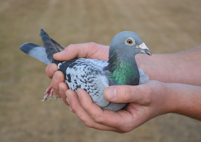 Tháng 3/2019, một đại gia giấu tên người Trung Quốc đã mua con chim bồ câu Armando với giá 1,4 triệu USD (~32 tỷ đồng) thông qua trang web đấu giá PIPA.