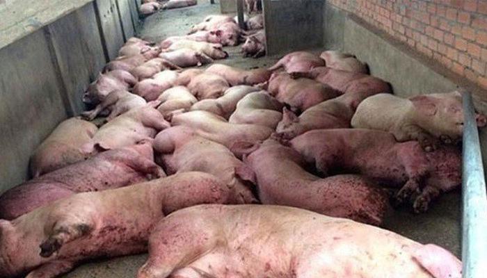 Hà Nội thiệt hại 1.000 tỉ đồng do dịch tả lợn, nhiều huyện hết ngân sách dự phòng - 1