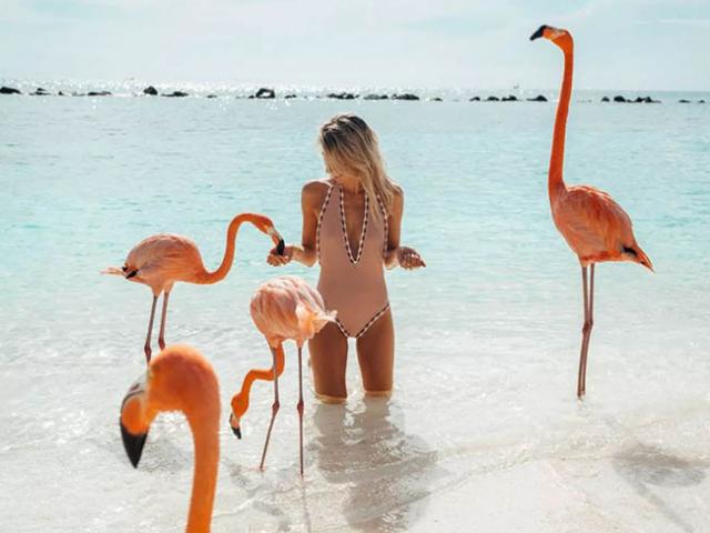 Bãi biển hồng hạc độc nhất vô nhị, vừa bơi vừa chơi cùng loài chim quý hiếm