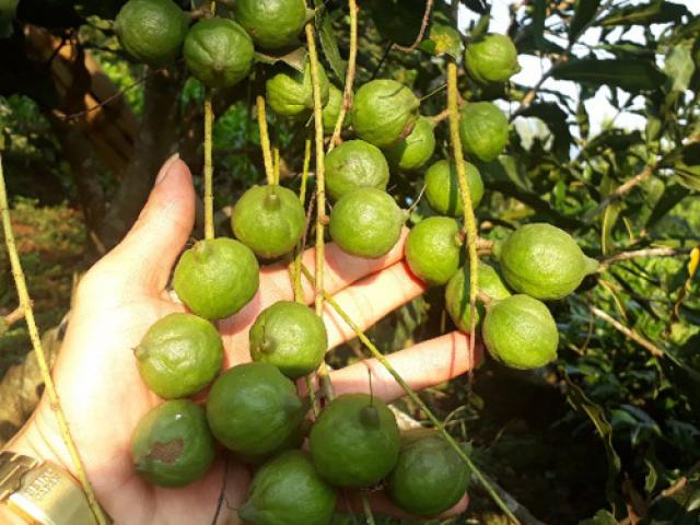 Thị trường - Tiêu dùng - Ấm no, giàu có khi trồng mắc ca cho quả sai trĩu cành