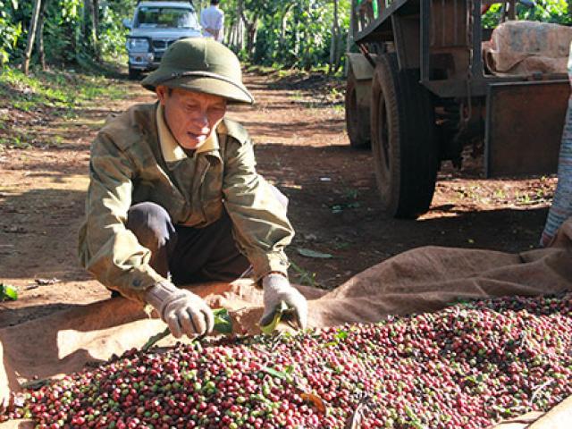 Thị trường - Tiêu dùng - Chê giá cà phê thấp, dân găm hàng làm DN phải “cắn răng” mua đắt