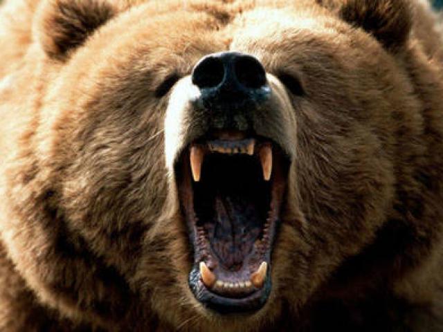 Người đàn ông Nga cắn lưỡi gấu nâu nặng 5 tạ kể lại giây phút sinh tử