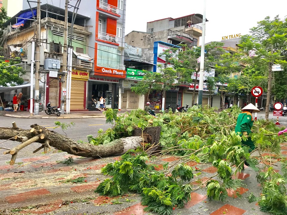 Bão số 2 đổ bộ, phượng đỏ ở Hải Phòng gãy đổ la liệt - 3