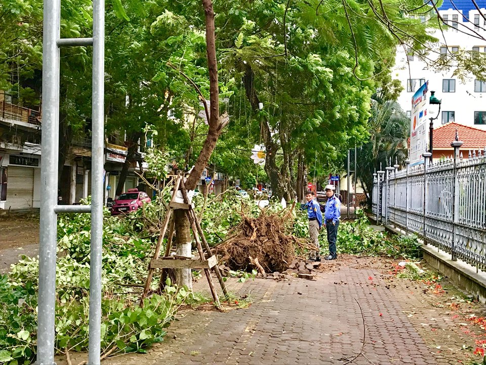 Bão số 2 đổ bộ, phượng đỏ ở Hải Phòng gãy đổ la liệt - 7