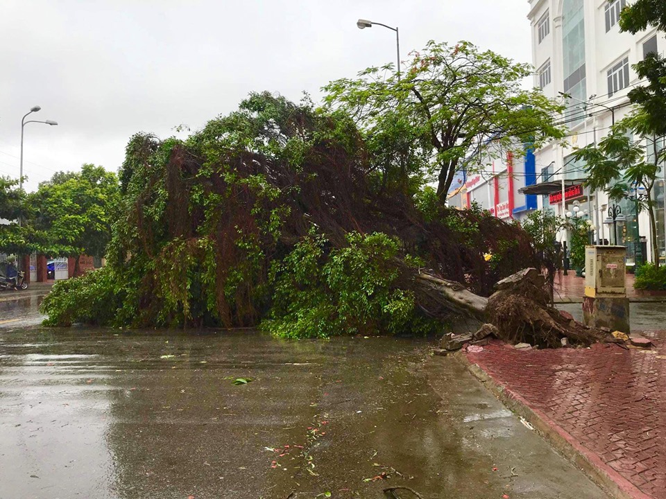 Bão số 2 đổ bộ, phượng đỏ ở Hải Phòng gãy đổ la liệt - 8