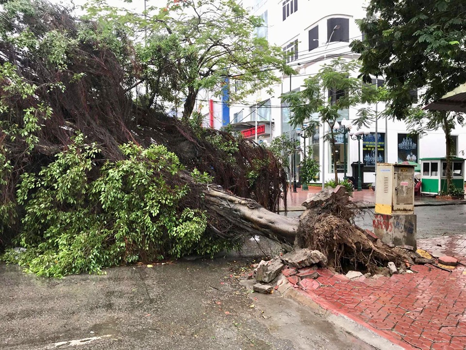 Bão số 2 đổ bộ, phượng đỏ ở Hải Phòng gãy đổ la liệt - 9