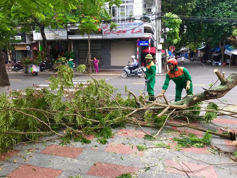 Bão số 2 đổ bộ, phượng đỏ ở Hải Phòng gãy đổ la liệt - 10