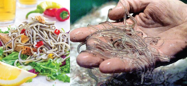 Lươn trưởng thành sẽ đến biển Sargasso đẻ trứng rồi chết. Lươn non sẽ mất 2-3 năm để trôi dạt trở lại Tây Ban Nha theo dòng hải lưu.&nbsp;