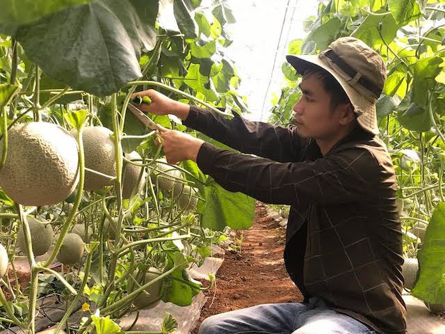 Nghệ An: Trai 9X biến vùng đất cằn thành vườn dưa lưới trĩu quả - 1