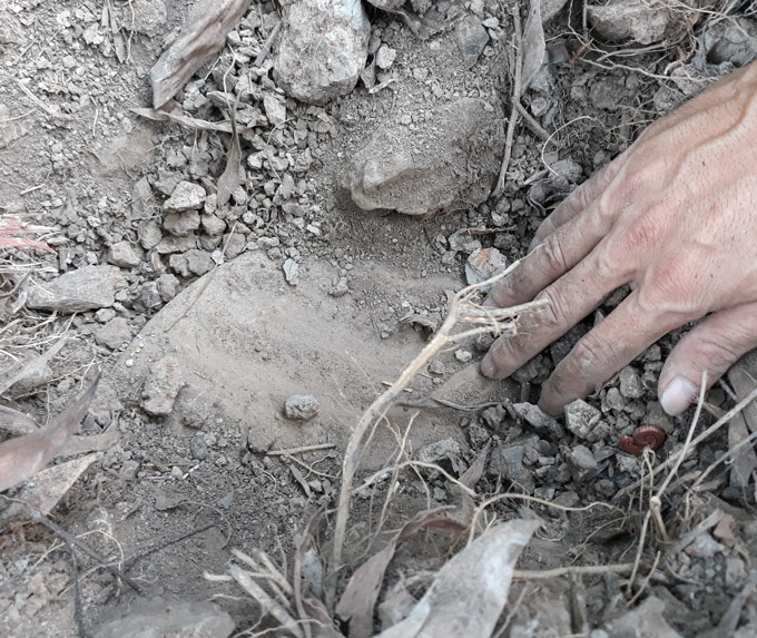 Vụ nhà máy rác ở Cà Mau chôn xác thai nhi: Giám định là xương người - 1