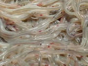 Thị trường - Tiêu dùng - Con &quot;ngoe nguẩy&quot; từng chỉ làm thức ăn cho gà, lợn, nay giá đắt ngang... xe máy