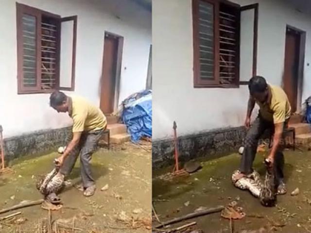 Media - Người đàn ông dùng tay không tóm đầu trăn khủng bắt nôn ra "bữa ăn" chưa tiêu hóa