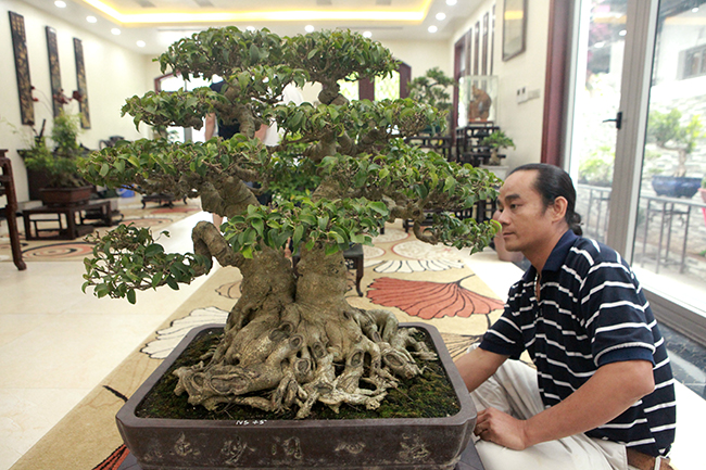 Chủ nhân của tác phẩm độc đáo này là anh Trần Văn Tuyển (Nga Sơn, Thanh Hóa), anh Tuyển mang cây ra Hà Nội triển lãm để giới chơi cây thưởng lãm và chào bán.