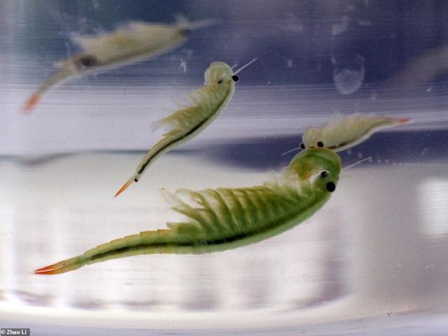 Thế giới - Động vật có nòi từ trước khủng long được phát hiện sống khỏe ở TQ