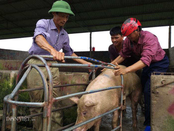 Giá heo hơi hôm nay 5/7: Khắp nơi lên giá, chợ lợn Hà Nam bán chạy - 1