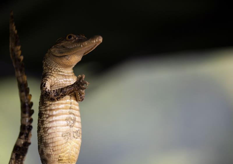 Món đặc sản "hiếm có khó tìm" nhất định phải thử khi đến Thái Lan - 5