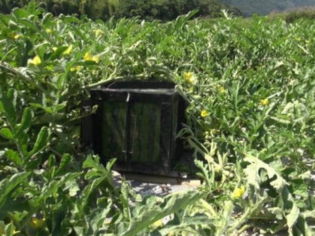 Thị trường - Tiêu dùng - "Biến hóa" tròn thành vuông, quả quen tên mang về hơn 1 tỷ