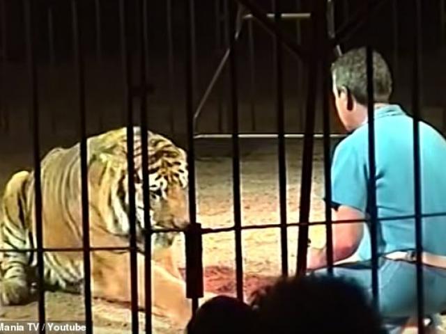 Thế giới - 4 con hổ cắn người huấn luyện kinh nghiệm đến chết trong rạp xiếc ở Italia