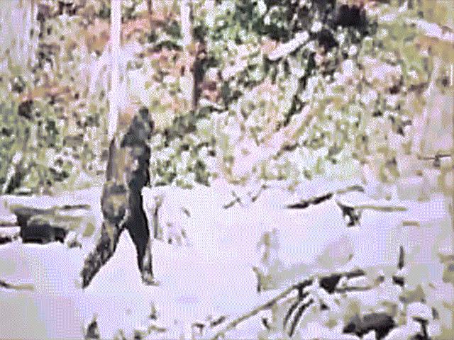 Video rõ ràng nhất về quái vật Chân to dạo bước trong rừng