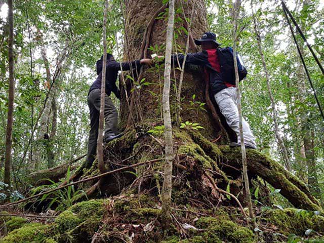 Tin tức trong ngày - Kỳ bí loài thông sống cùng thời với khủng long ở rừng Bidoup Núi Bà