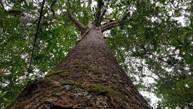 Kỳ bí loài thông sống cùng thời với khủng long ở rừng Bidoup Núi Bà - 1