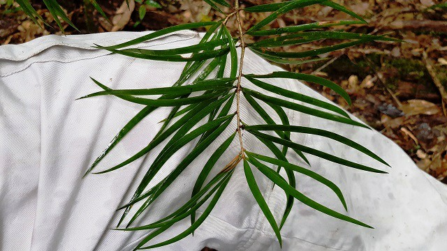 Kỳ bí loài thông sống cùng thời với khủng long ở rừng Bidoup Núi Bà - 3