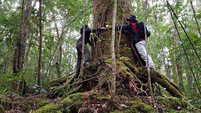 Kỳ bí loài thông sống cùng thời với khủng long ở rừng Bidoup Núi Bà - 2
