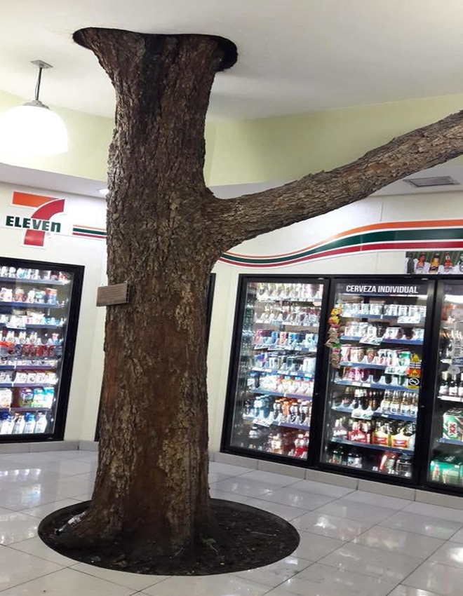 Những công trình phải "nhượng bộ" cho cây xanh - 3