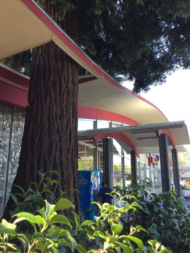 Những công trình phải "nhượng bộ" cho cây xanh - 5