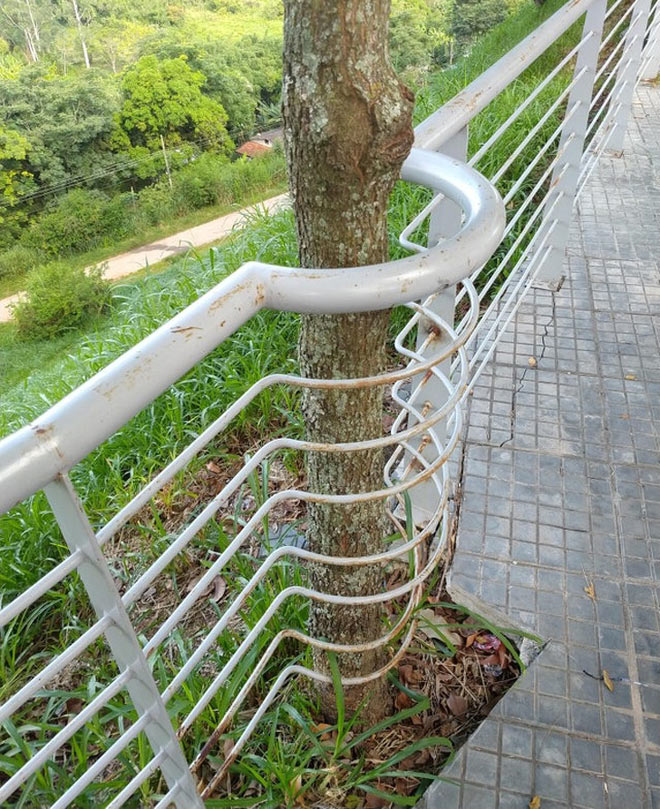 Những công trình phải "nhượng bộ" cho cây xanh - 6