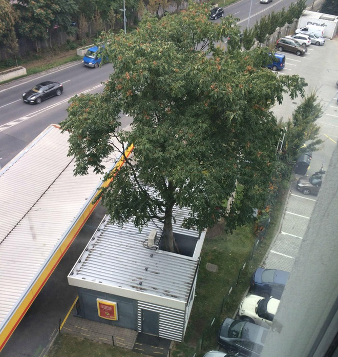 Những công trình phải "nhượng bộ" cho cây xanh - 9