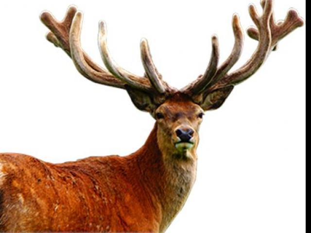 Thị trường - Tiêu dùng - Sừng động vật – khúc xương hay mỏ vàng?