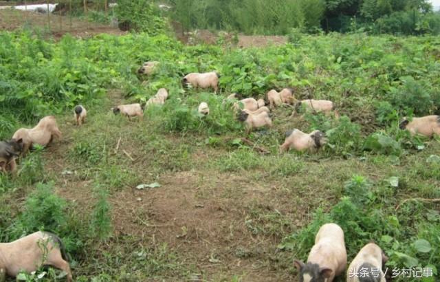 Nuôi lợn thả rông như... dê, chàng trai 8X kiếm tiền tỷ ngon lành - 2