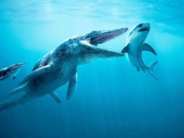 ”Khủng long bạo chúa đại dương”, nỗi kinh hoàng của cá mập thời tiền sử