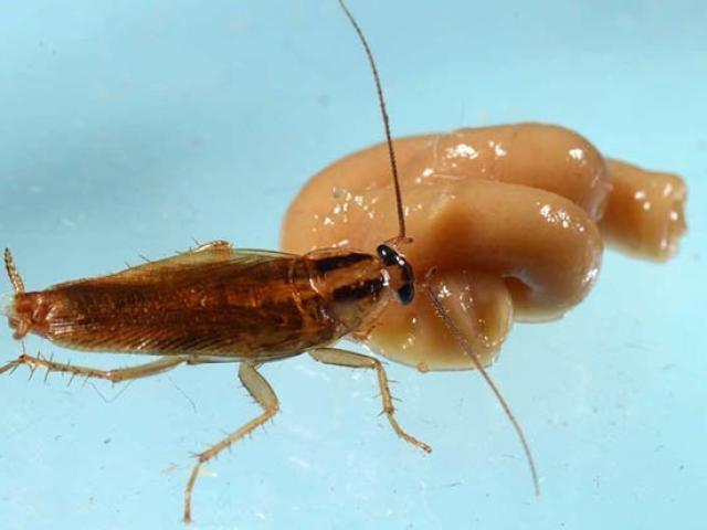 Thế giới - Loài vật hôi hám này sẽ "tiến hóa" đến mức con người không thể diệt nổi?