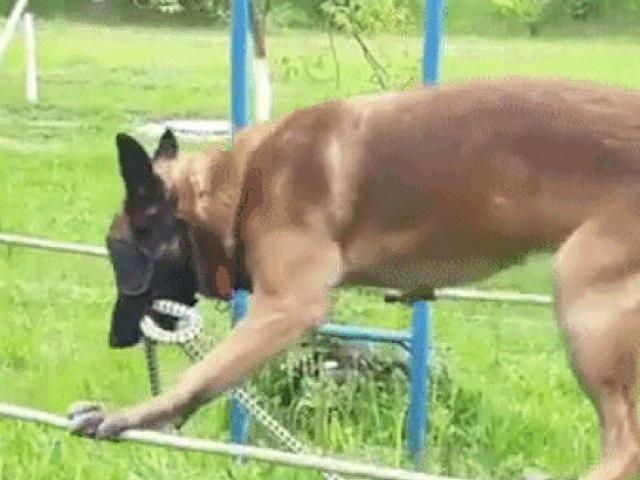 Media - Khâm phục bài khổ luyện bịt mắt đi trên dây của chó nghiệp vụ