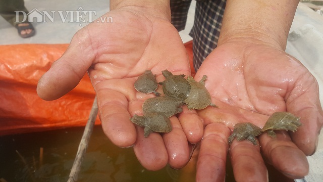 Lạ mà hay: Trộn tỏi cho ba ba ăn, 23 năm nay chưa bao giờ lỗ - 2