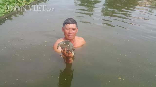 Lạ mà hay: Trộn tỏi cho ba ba ăn, 23 năm nay chưa bao giờ lỗ - 3