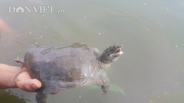 Lạ mà hay: Trộn tỏi cho ba ba ăn, 23 năm nay chưa bao giờ lỗ - 4