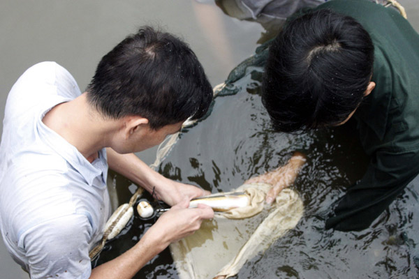 Nuôi loài cá quý hiếm đẹp như tiên, sao cái tên nghe &#34;số khổ&#34; - 2