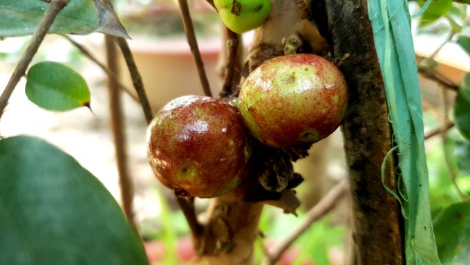 Xôn xao nho lạ Cần Thơ: Thân giống cây ổi, quả lại giống trái sung - 5