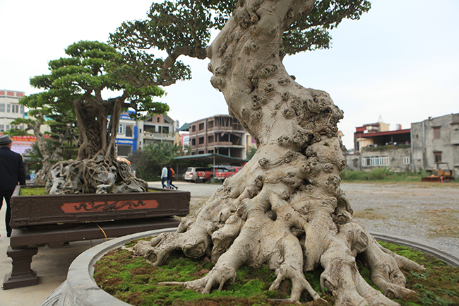 Đây là một trong những “báu vật” trong vườn cây nổi tiếng của đại gia đất Việt Trì