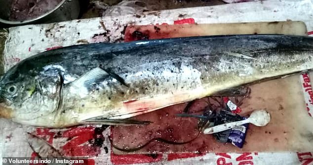 Indonesia: Mua cá ngoài chợ, về mổ bụng thấy &#34;bàn tay hủy diệt&#34; của con người - 1