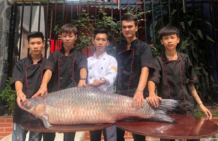 Ngư dân hồ Thác Bà phát hoảng khi đụng phải cá khủng dài 1,5m - 1