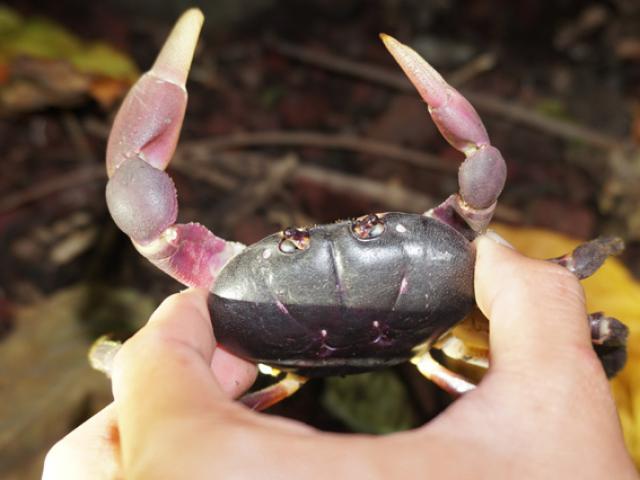 Thị trường - Tiêu dùng - Nhanh tay, tinh mắt cầm đèn đi vạch đá săn cua đặc sản ở đảo An Bình