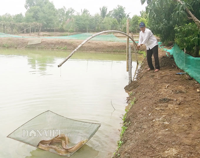 Ông Hận thu về hơn 300 triệu đồng/năm từ mô hình nuôi cá chình, cá bống tượng. Ảnh: Chúc Ly.