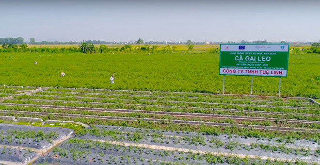 Cà gai leo Tuệ Linh hiện là vùng trồng rộng nhất nước ta đạt tiêu chuẩn GACP