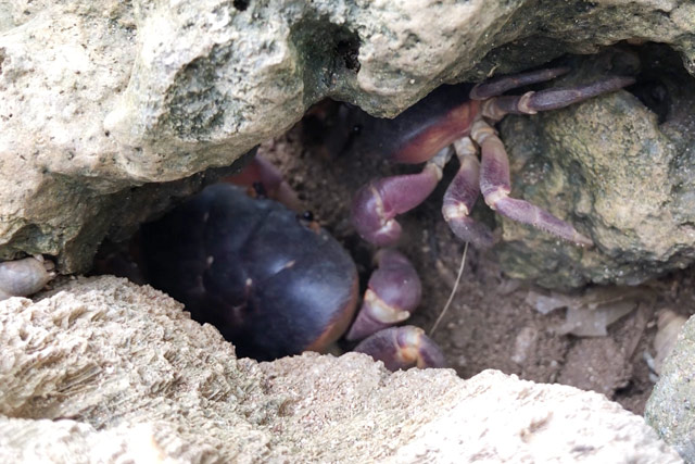 Nhanh tay, tinh mắt cầm đèn đi vạch đá săn cua đặc sản ở đảo An Bình - 1